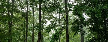 forests